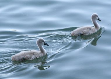 Baby Swans