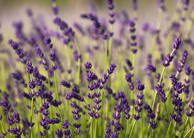 Lavender fields