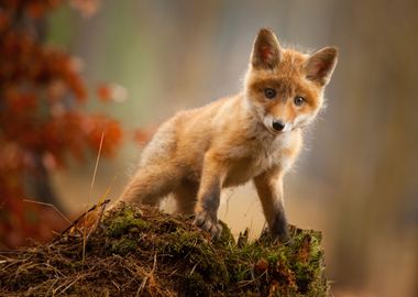 Baby Fox