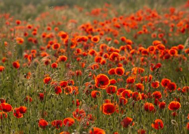 Poppies field at sunrise