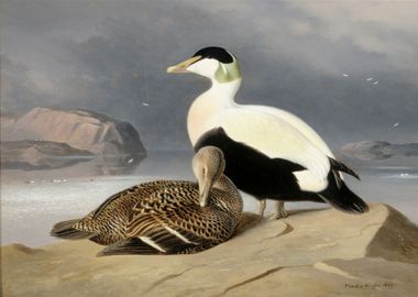 Two eiders 1867 