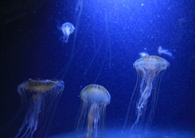 Jellyfish floating