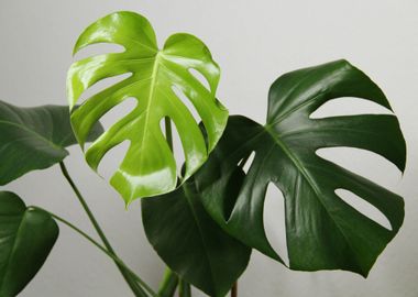 Monstera  