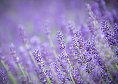 Lavender