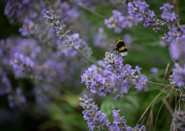 Lavender and Bees