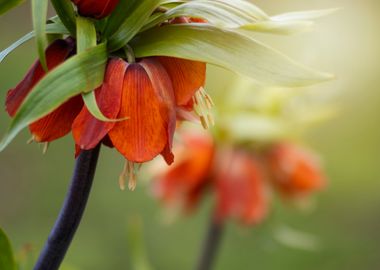 Orange flowers in garden