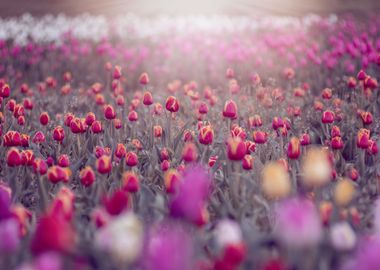 Colorful tulips, garden