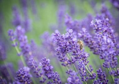 Lavender and Bees