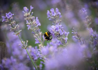 Lavender and Bees