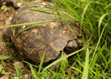 Tbilisi Tortoise