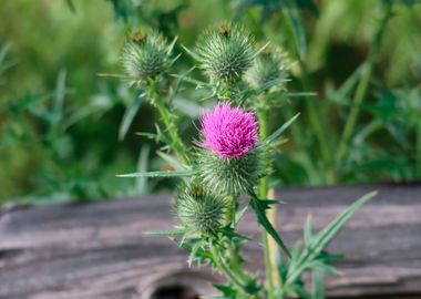 Wild Summer Thistle