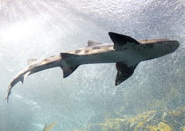 Leopard shark underwater