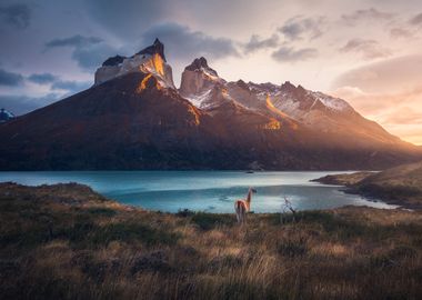 Guanaco in Chile mountain