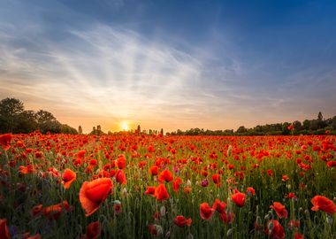 Evening in a poppy field