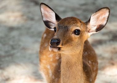 Cute Deer