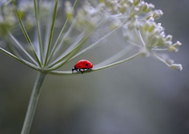 Red ladybug on the meadow