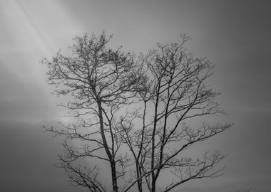 BW TREE