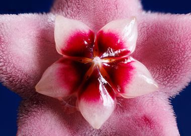 Macro a hoya flower