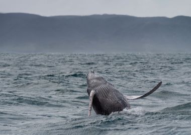 Jumping Humpback Whale