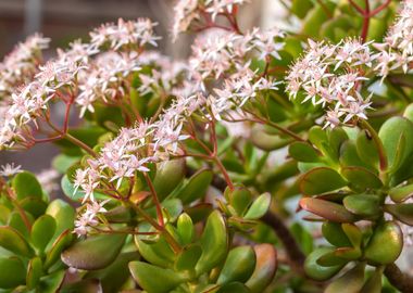 Jade Flowers