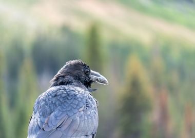 Crow on Lookout