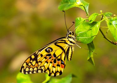 Yellow butterfly