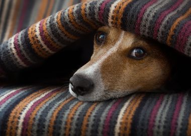 Cute puppy under blanket