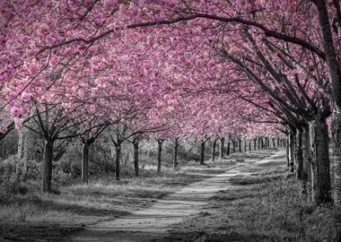 Cherry blossom alley pink