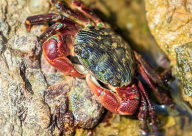 Shore Crab