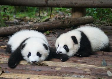 TWO PANDA CUTE