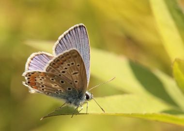 Butterflies in front of th