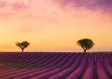 Lavender Field at Sunset