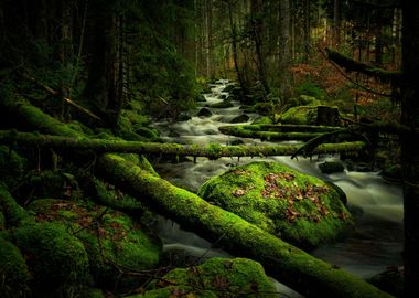 Mossy forest with creek