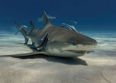 Relaxing Lemon Shark