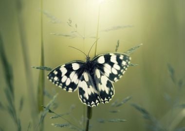 Butterfly macro meadow