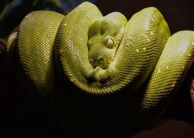 Snake and Green