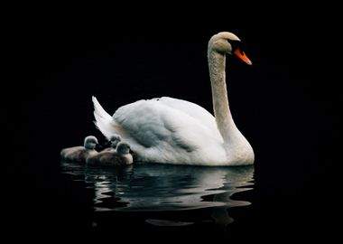 Swan On Water