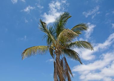 A Palm tree