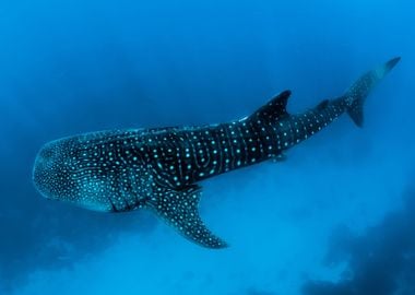 Whaleshark and animal