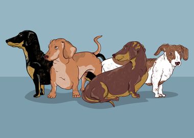 Dachshund dogs