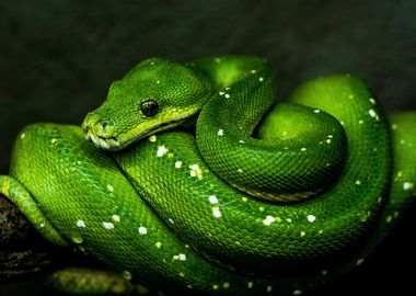 Green Tree Python