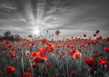 Poppy idyll in sunset 