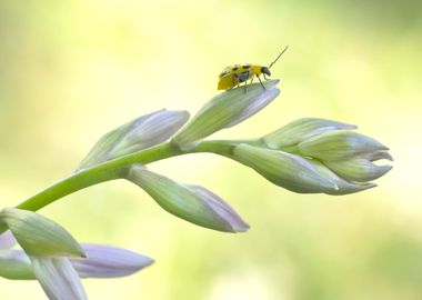 Cucumber beetle on Hosta