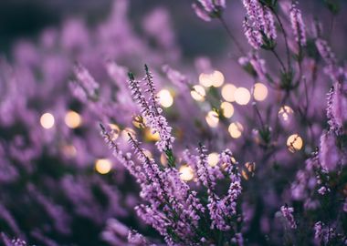 Lavender Flower