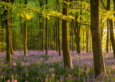 Bluebell Woods