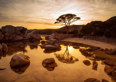 Tree at Lake by Sunset