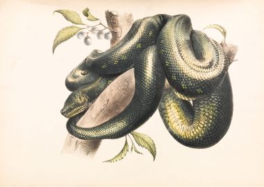 Snake Illustration