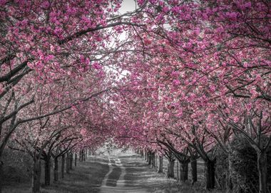 Cherry blossom alley