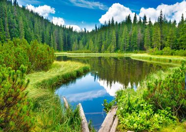 Forest at Lake Nature