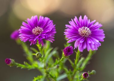 Autumn flowers